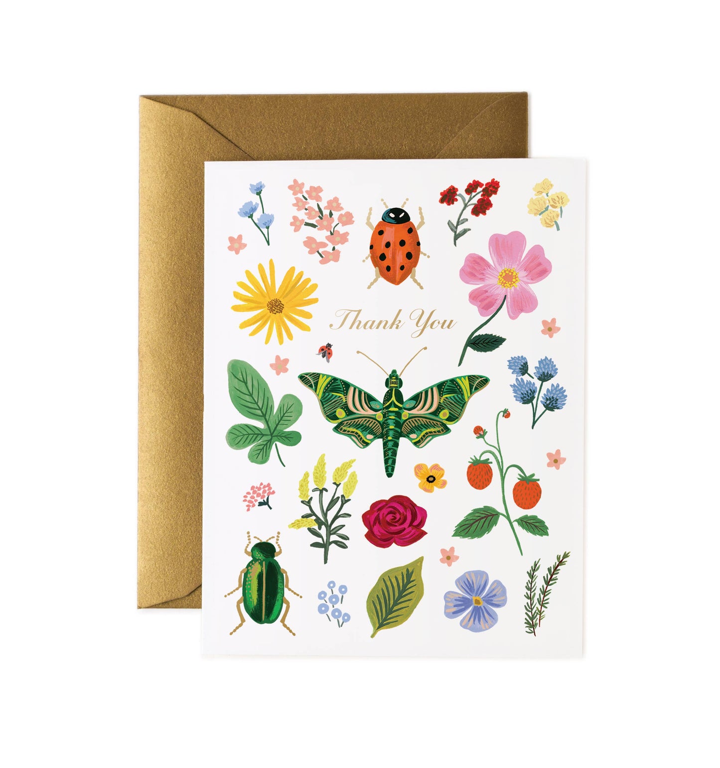 Boxed Set of Curio Thank You Cards