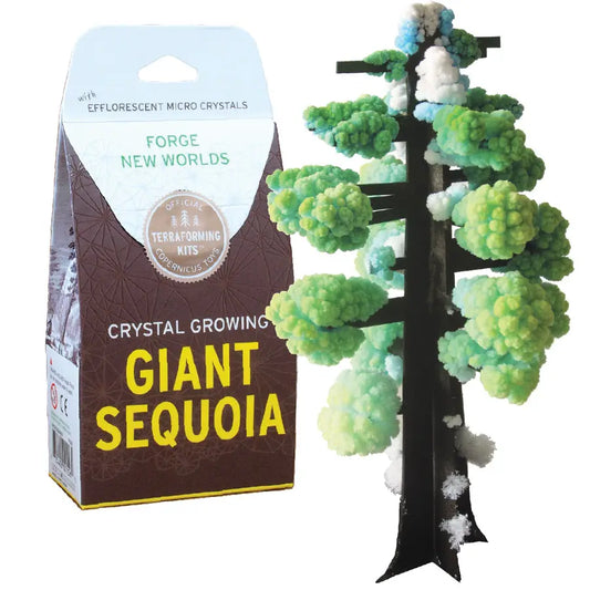 Crystal Growing Giant Sequoia